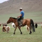 Goat herdsmen tending to his herd in Mongolia.