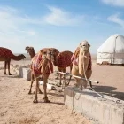 Camels & yurts in Uzbekistan