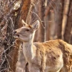 Red deer at Badai Tugai Nature Reserve in Uzbekistan