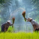 Farmers in the Cambodian countryside
