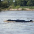 Iradwaddy dolphin in the Mekong River, Cambodia
