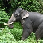 Asian elephant in Periyar National Park in India