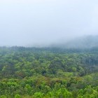Forest in Mathikettan Shola National Park, India