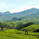Tea plantation scenery in Munnar, Kerala, India