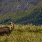 Nilgiri tahr in India