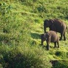 Aerial view of elephant anad her calf in Periyar Wildlife Sanctuary, India