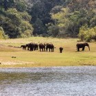 Herd of elephants beside the river in Periyar Wildlife Sanctuary, India