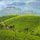 Scenery of Munnar tea plantations in Kerala, India