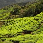 Tea plantation in Darjeeling, India