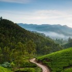 Tea plantations in Kerala, India