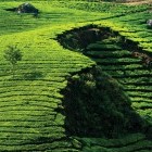 Tea plantation in Kerala, India