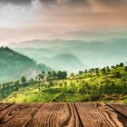 Tea plantation in Munnar, India