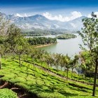 Munnar tea plantations in Kerala, India