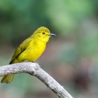 Yellow-browed bulbul in Thattekkad Bird Sanctuary, India