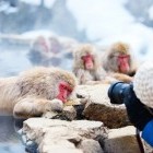 Tourist photographing Japanese Macaques in Nagano Prefecture in Japan