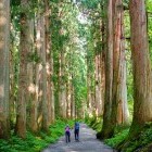 Cedar trees and walkers on Togakushi ancient trail in Japan