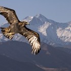 Golden eagle with Tien Shan Mountains in Kyrgyzstan