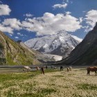 Herd of horse near Issyk-Kul Lake in Kyrgyzstan