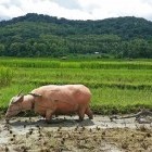 Water buffalo and rice farmer in Laos