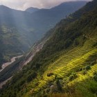 Rice fields in Chomrong, Nepal