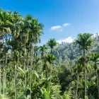 Rainforest in Ella, Sri Lanka