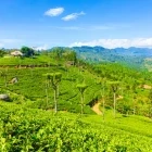 Tea plantations in Haputale, Sri Lanka