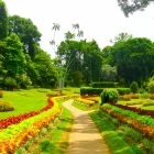Royal Botanical Gardens in Kandy, Sri Lanka