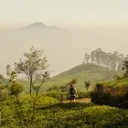 Lipton's Seat tea plantation in Sri Lanka