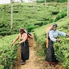 Tea plantation workers in Nuwara Eliya, Sri Lanka