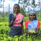 Workers at a tea plantation in Sri Lanka