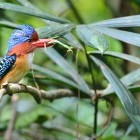 Banded kingfisher in Khao Yai National Park, Thailand