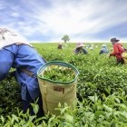 Tea plantation in Chiang Rai, Thailand