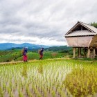 Hmong villagers in rice field in northern Thailand