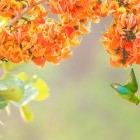 Vernal hanging parrot in Khao Yai National Park, Thailand