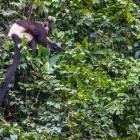 Endangered Delacour’s langur in Van Long nature Reserve in Vietnam 