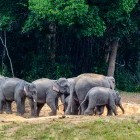 Wild elephants at a salt lick in Khao Yai National Park in Thailand