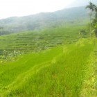 Group of hikers overlooking rice terraces at Pu Luong Nature Reserve in Vietnam