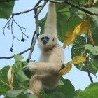 White-handed gibbon in Khao Yai National Park, Thailand