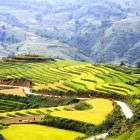 Scenic rice fields