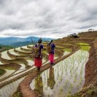 H'mong women walking along rice fields in Vietnam