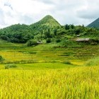 Rice paddy in Sin Chai, Vietnam
