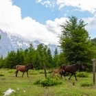 Wild horses in Kolata, Albania