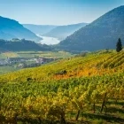 Vineyard in Wachau Valley, Austria