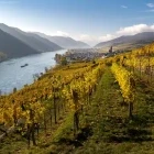 Weißenkirchen vineyard in Wachau Valley, Austria