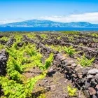 Grape vines on Pico Island in the Azores