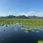 Lilypads in Lake Skadar, Montenegro.
