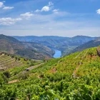 View of vineyards over the Douro Valley, Portugal