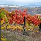 View of some grape vines in Douro, Portugal