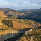 The layered hills and terraces of a Douro vineyard, in Portugal