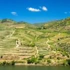 Vineyards of the Douro Valley, Portugal